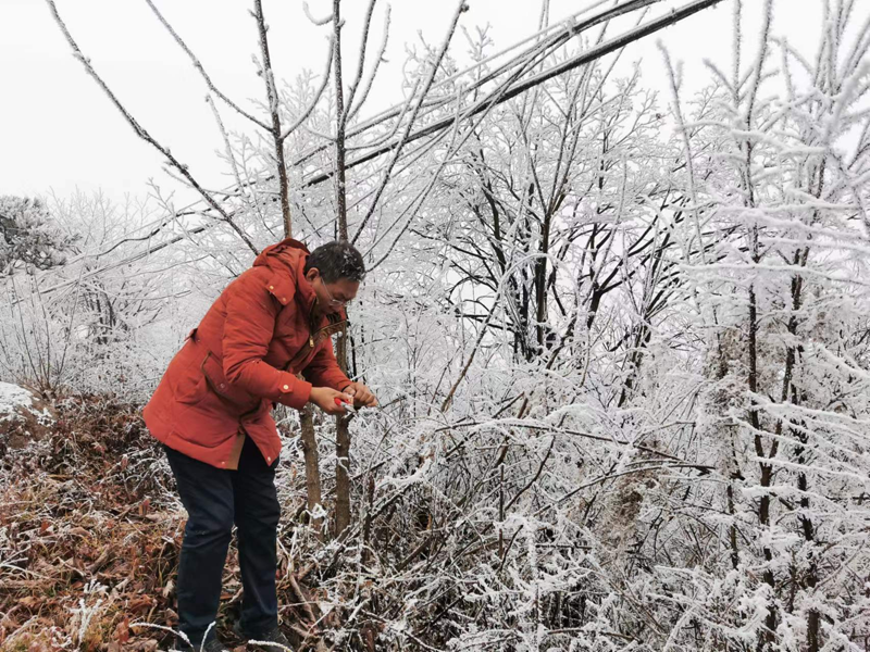 中科院武汉植物园调研大老岭猕猴桃种质资源