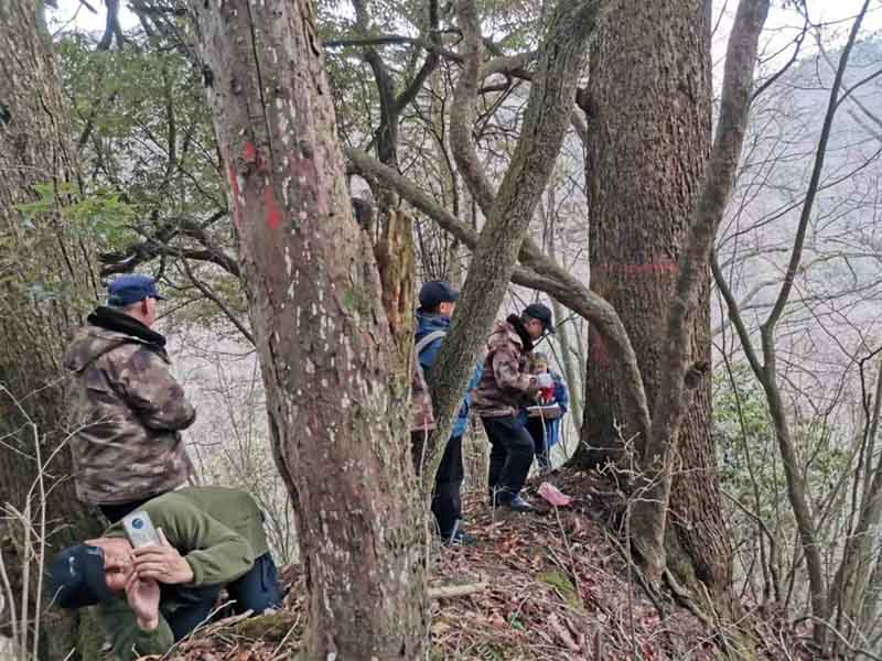 三峡大老岭：科站联合行动开展古树名木调查