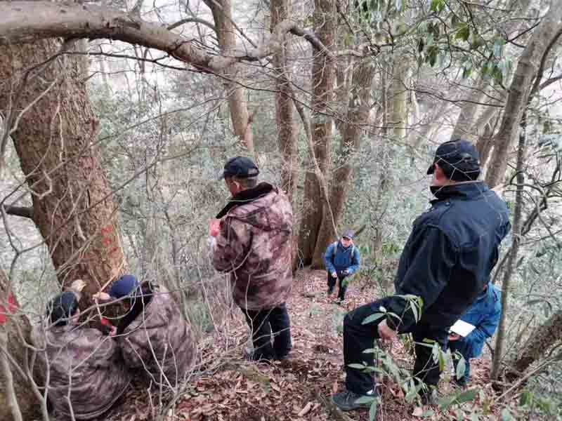 三峡大老岭：科站联合行动开展古树名木调查