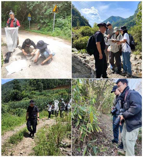 湖北大老岭国家级自然保护区蝴蝶图鉴